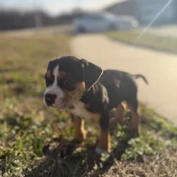 Puppy for sale