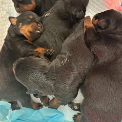 Front Range Rottweilers Looking For Loving Homes