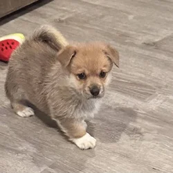 Sweet Male corgi puppies