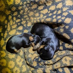 2 Female Yorkshire Terriers