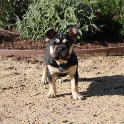 French Bulldog Kit