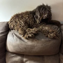 Purebred female