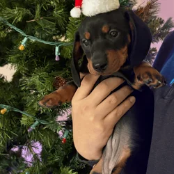 Black & Brown Female Dachshund Puppy