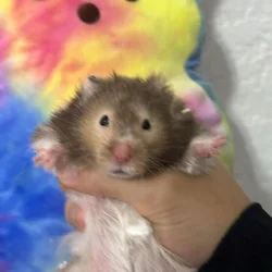 rehoming hamsters