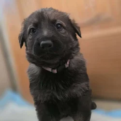 German Shepherd Puppies