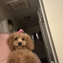 I have a six month old, miniature golden doodle
