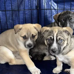 Husky/pitbull mix