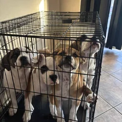 Rehoming 4 month old puppies