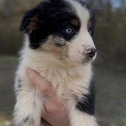 Miniature Australian Shepherds