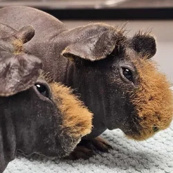 Skinny pig babies for rehoming