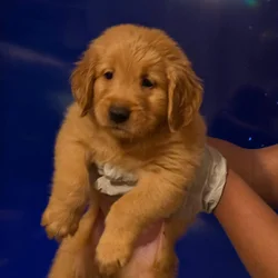 Hand Raised Golden Retrievers