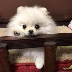 Lookin for pomeranian