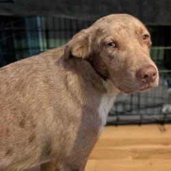 Lab & Catahoula Mix named Cobra