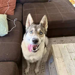 sweet Nala needs a home