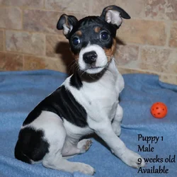 Rat Terrier Puppies (Arizona)
