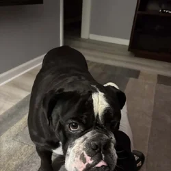 Bruno English Bulldog