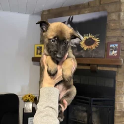 Belgian Malinois puppies