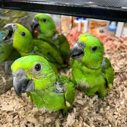 Male and female healthy Amazon Parrots Available