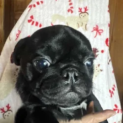 Pug Puppies