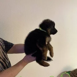 Lovable German Shepherd, puppies
