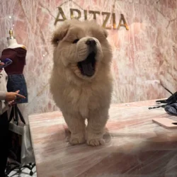 Chow chow for sale