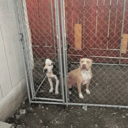 Bully pups