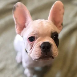 French Bulldog puppies