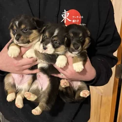Corgi pups