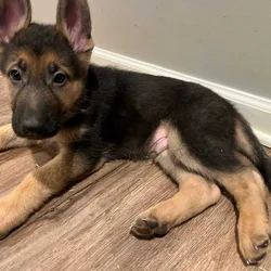 German shepherd puppies