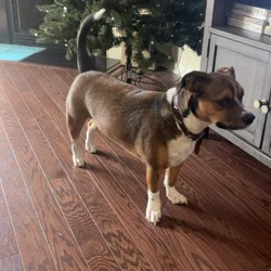 Sweet, Loving Corgi/Boxer Mix Looking For New Home
