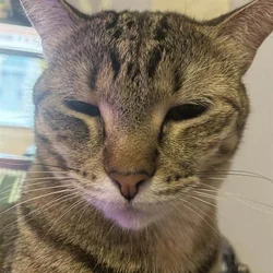 Looking for a forever home for loving cats