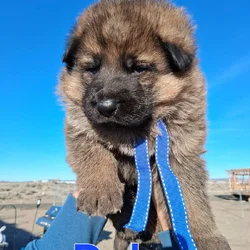 AKC German shepherd puppies
