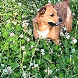 IN NEED OF A FOREVER HOME