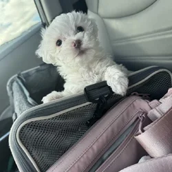 Maltipoo puppy
