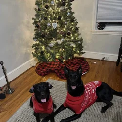 Belgian Malinois / Black Lab Puppies (7 weeks)