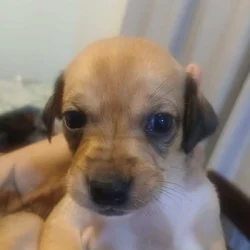 ☆ ☆ CHRISTMAS PUPPIES ☆ ☆《Ridgeback/Terrier》