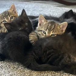 Kittens, Deerbrook, Wi $15