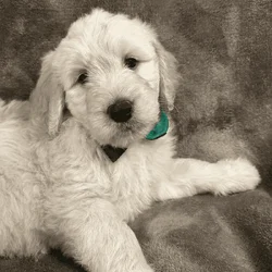 Goldendoodle Puppies Ready to go home!