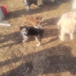 Mini Australian Shepherd puppies