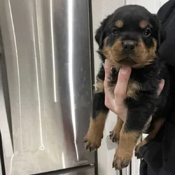 Light Blue Collar Rottweiler