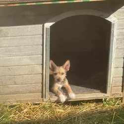 Chorkie male puppy