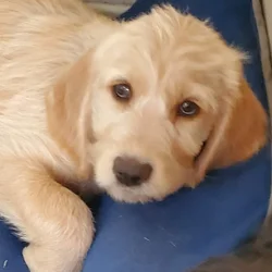 Labradoodle Puppies