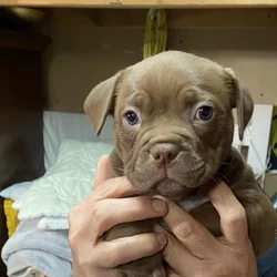 American bully
