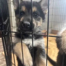 German shepskies