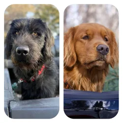 Golden Labradoodle Mix Puppies