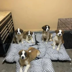 Saint Bernard puppies
