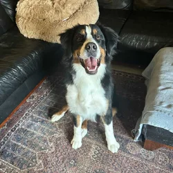 PURE BRED BERNESE MOUNTAIN DOG