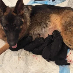 AKC GERMAN SHEPHERD PUPPIES-- CLASSIC DOB: 1/2/26