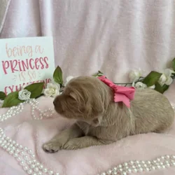 Goldendoodle puppies