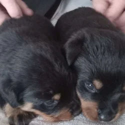 Rottweiler Puppies Looking for Forever Home